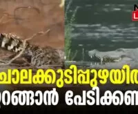 #thrissur #onlinenews #newsleader #malayalamnews #chalakkudi #chalakkudy #athirappilly #vettilappara