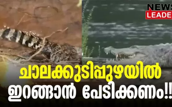 #thrissur #onlinenews #newsleader #malayalamnews #chalakkudi #chalakkudy #athirappilly #vettilappara