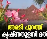 #thrissur #onlinenews #newsleader #malayalamnews #arali #araliflower #templesofkerala #pooja #krishnathulasi #thulasi