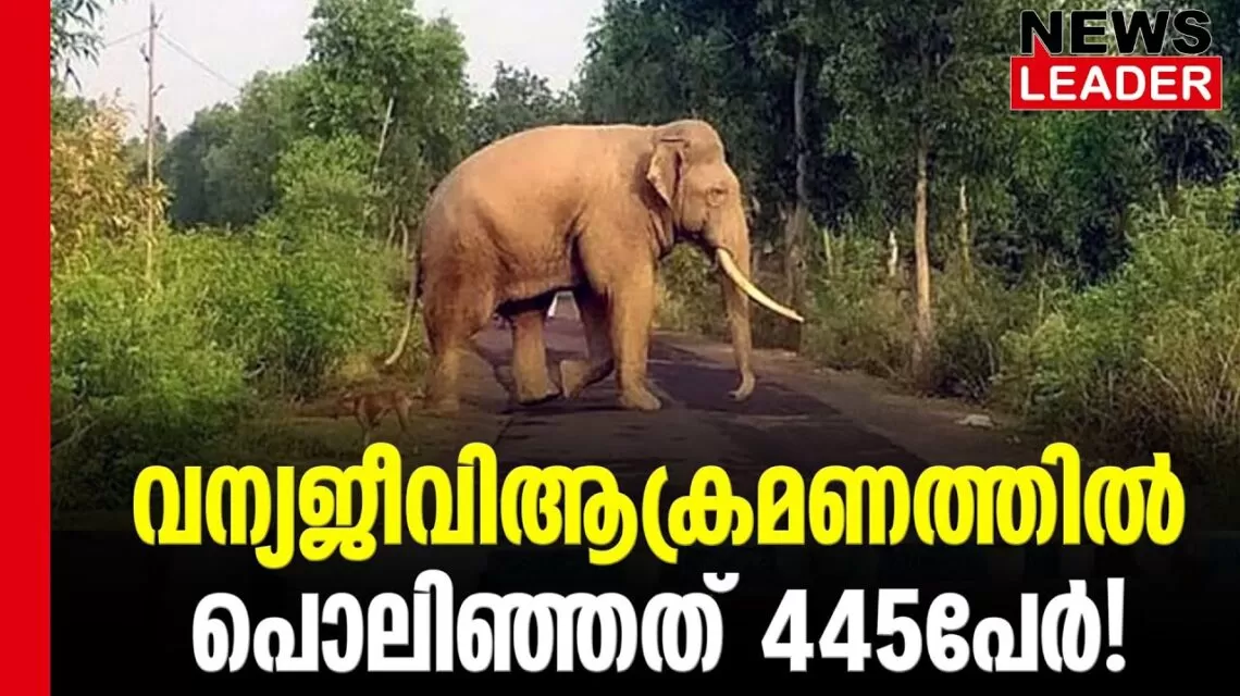 #thrissur #onlinenews #newsleader #malayalamnews #wildanimalencounter #elephantattack #keralawildlife #keralaforestdepartment #thrissurnews #wildelephants